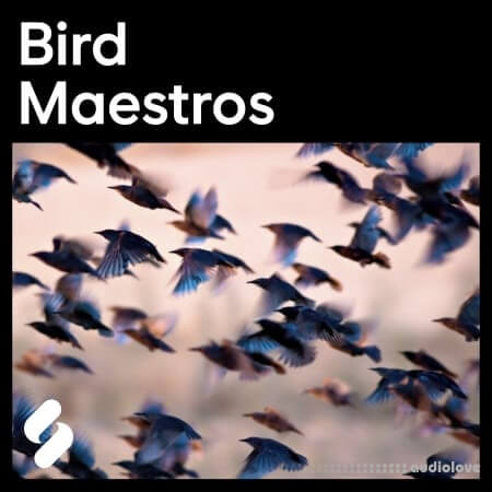 Splice Explores Bird Maestros [WAV]